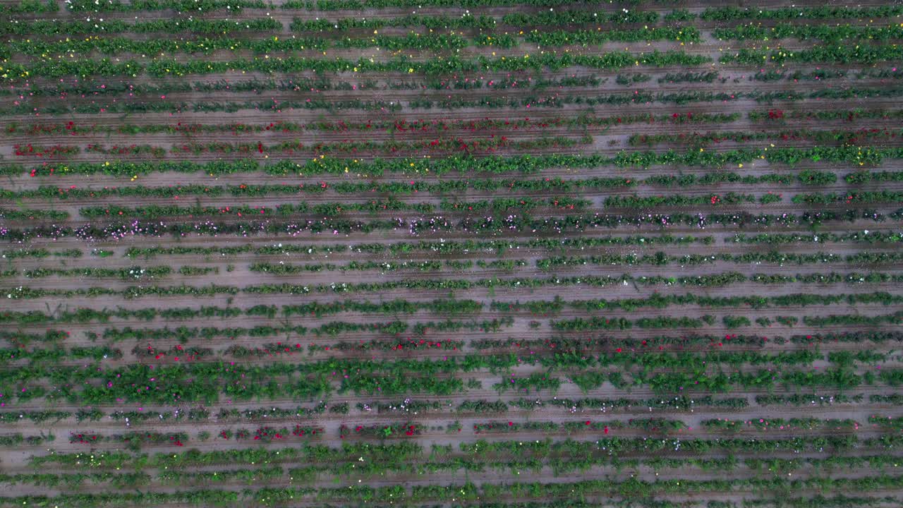 Distant view directly above a large field of a commercial flower farm