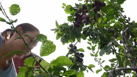 female picking sweet ripe plums from fruit tree - bunch of fruit hanging on branches - static shot looking up at woman and tree with sunlight in background