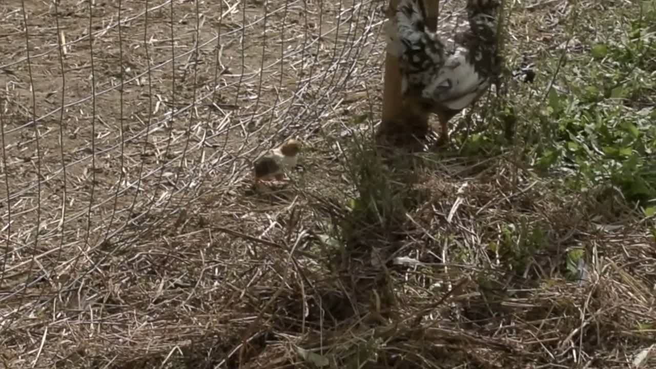 gallina y su pollito corriendo cerca de la cerca de hierro