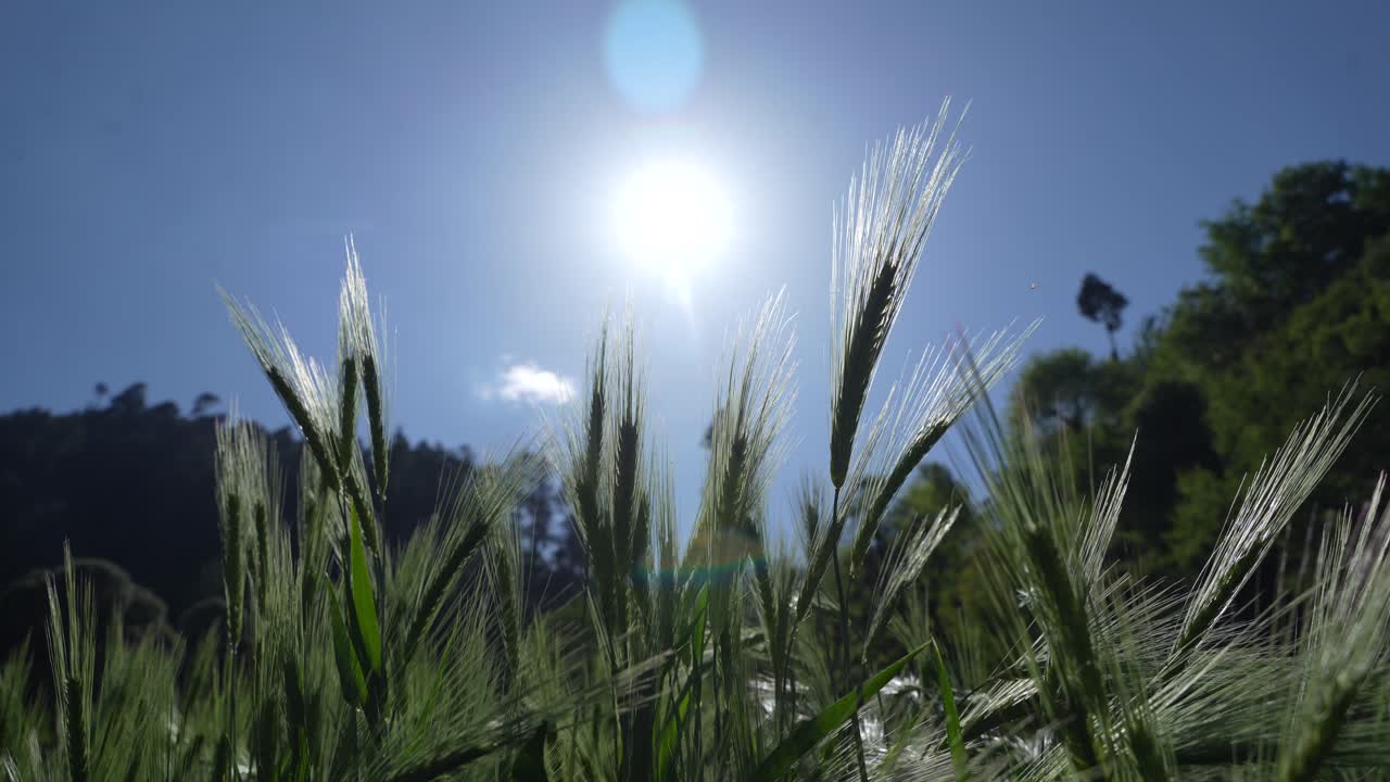 Wheat cultivated in the hilly areas.