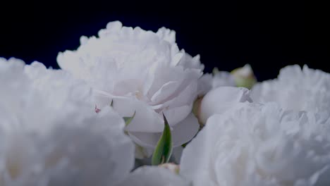 White-peonies-in-studio-closeup-sliding-rotating-display