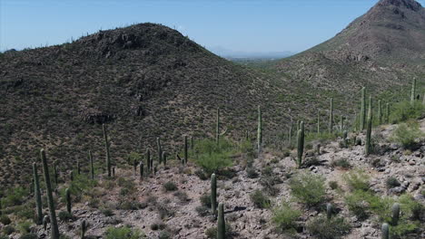 drone flight through mountains near tucson, arizona with saguaro cacti
