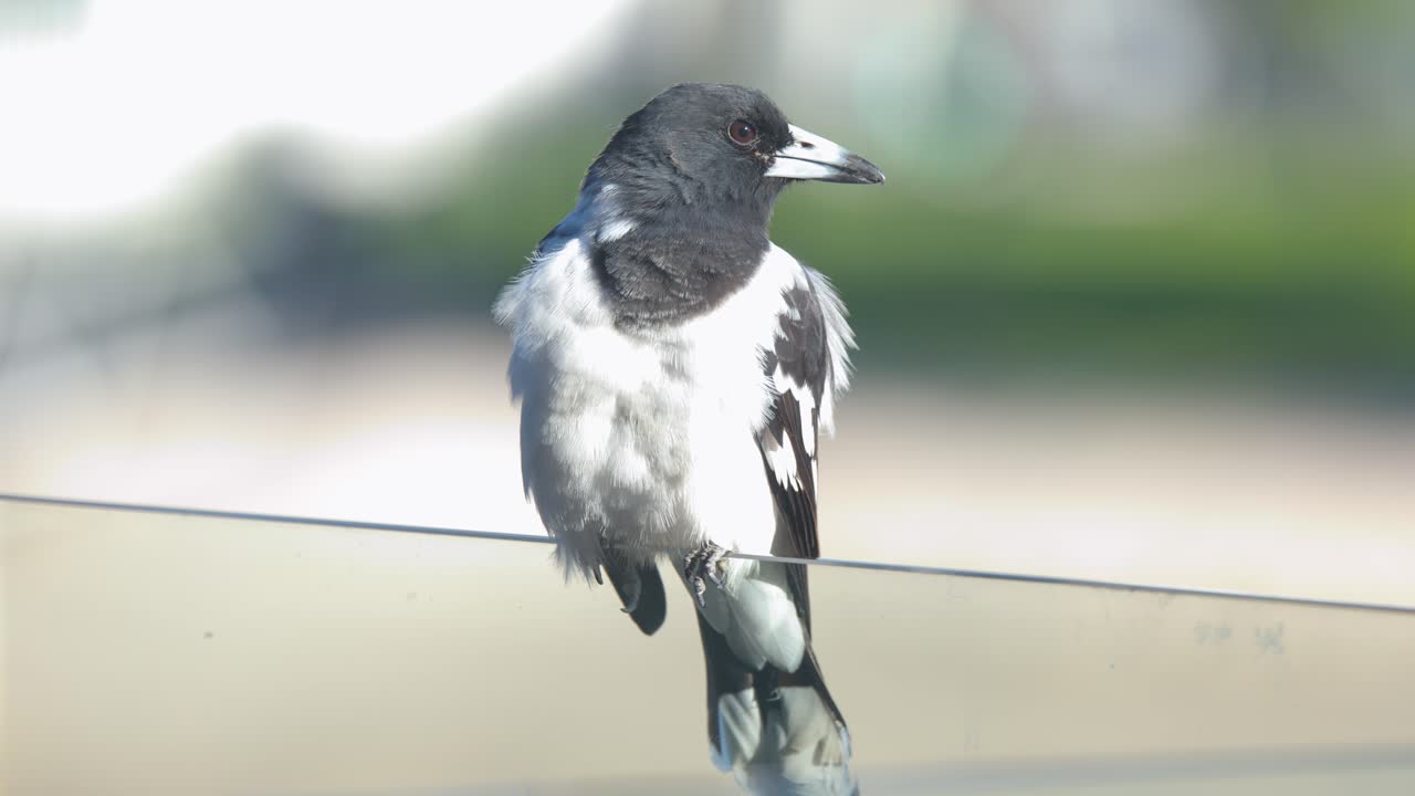 Un cassican maculato si liscia le piume mentre è appollaiato su una ringhiera di vetro di un balcone all'aperto.