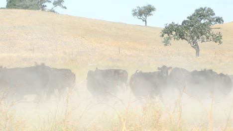 rebaño de ganado angus negro que se detiene en una gran nube de polvo