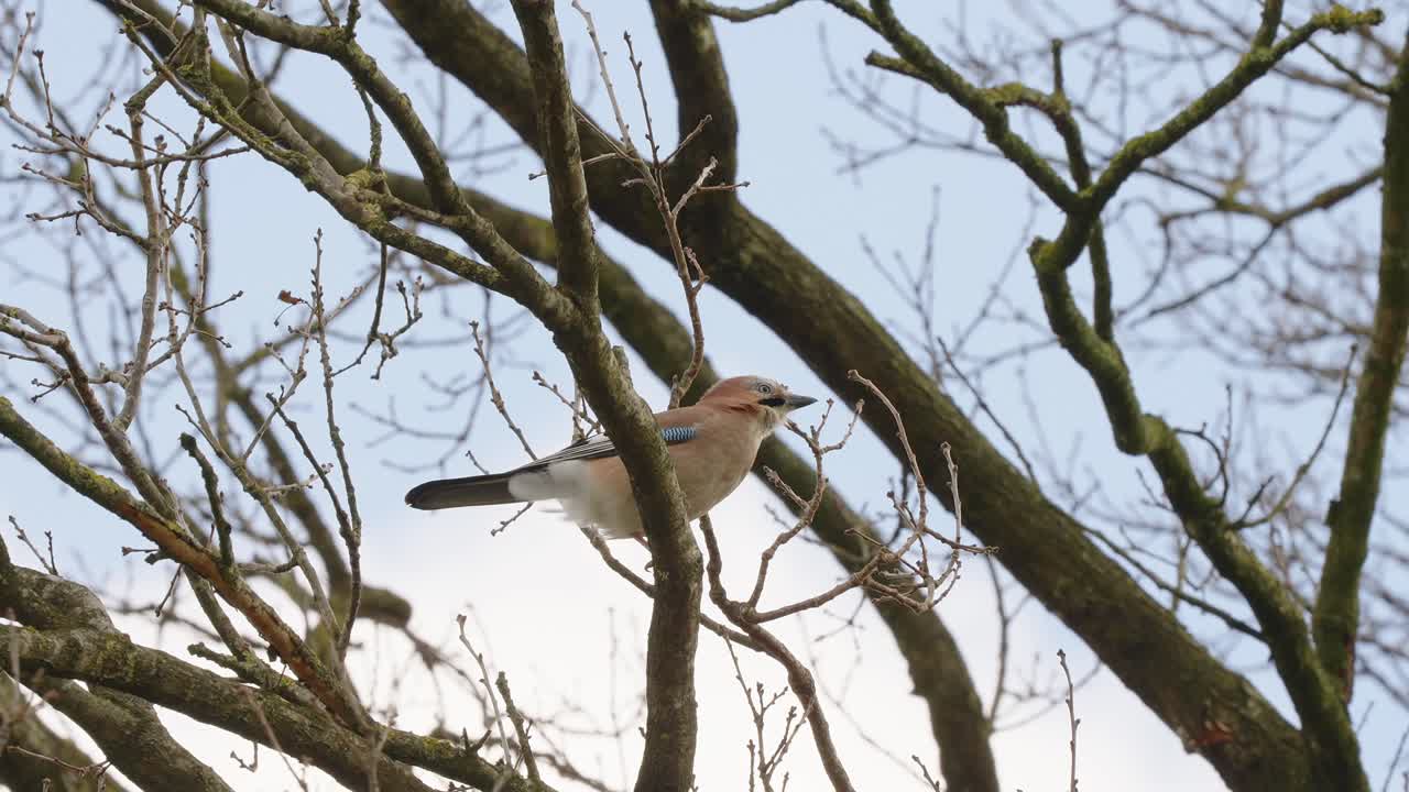 el pájaro jay euroasiático encaramado vuela lejos de la rama del árbol en un clima ventoso - tiro de ángulo bajo