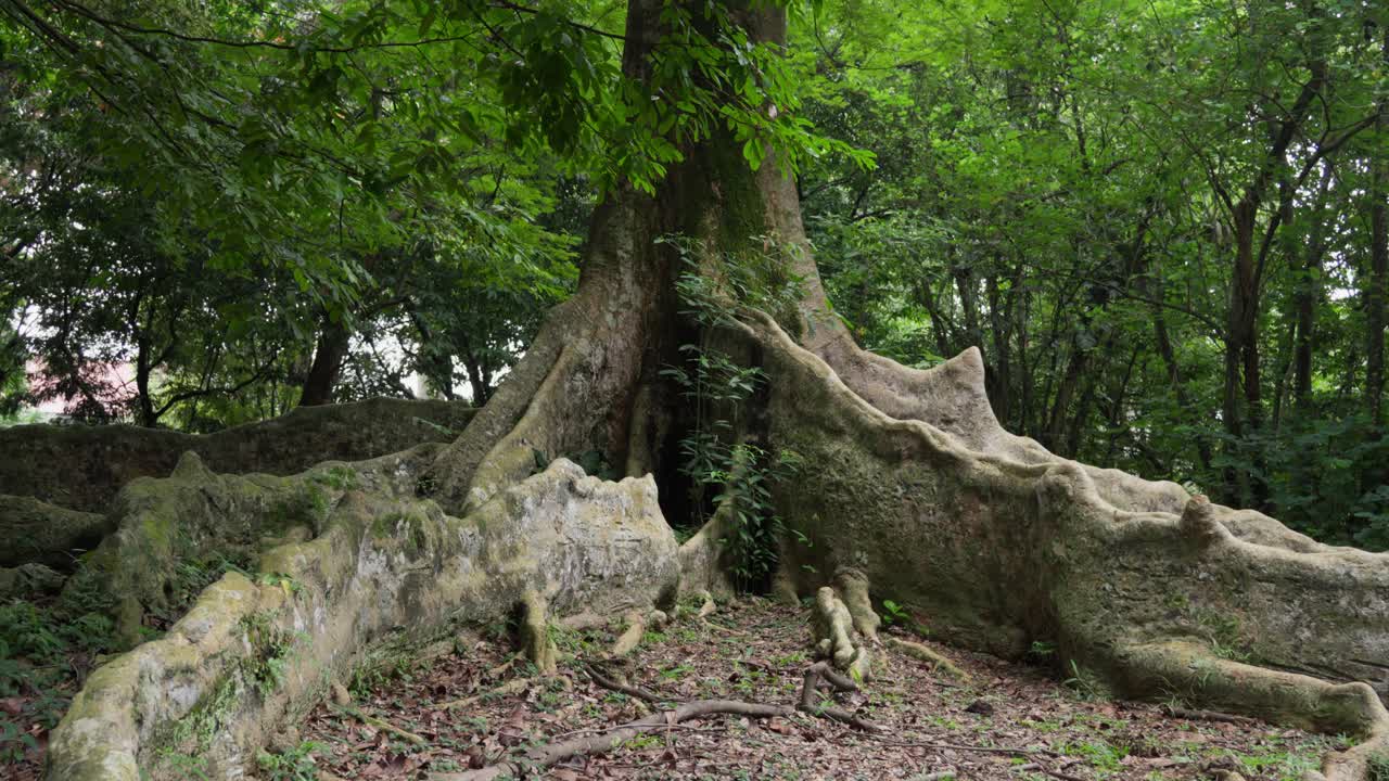Majestic and tropical large tree roots on a forest of Southeast Asia