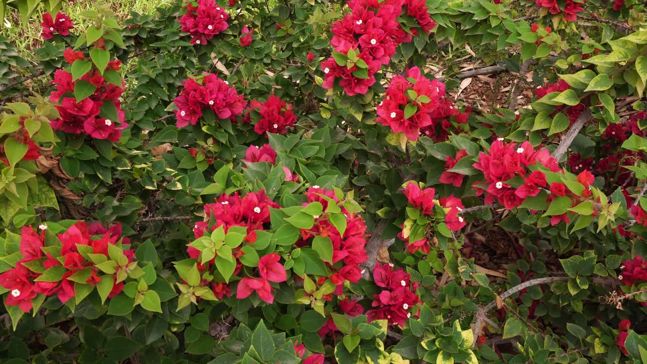 Red flowers with a vibrant scarlet brilliance that is a beauty to behold. Around them, many green leaves that demonstrate the health of the little bush