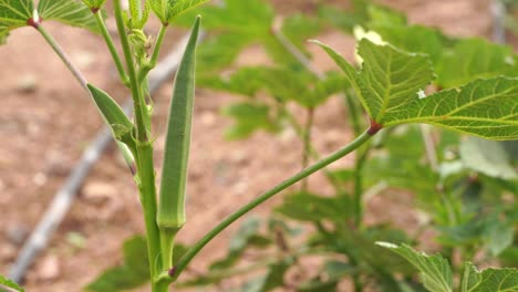 lady finger bean growth in plantation. selective focus