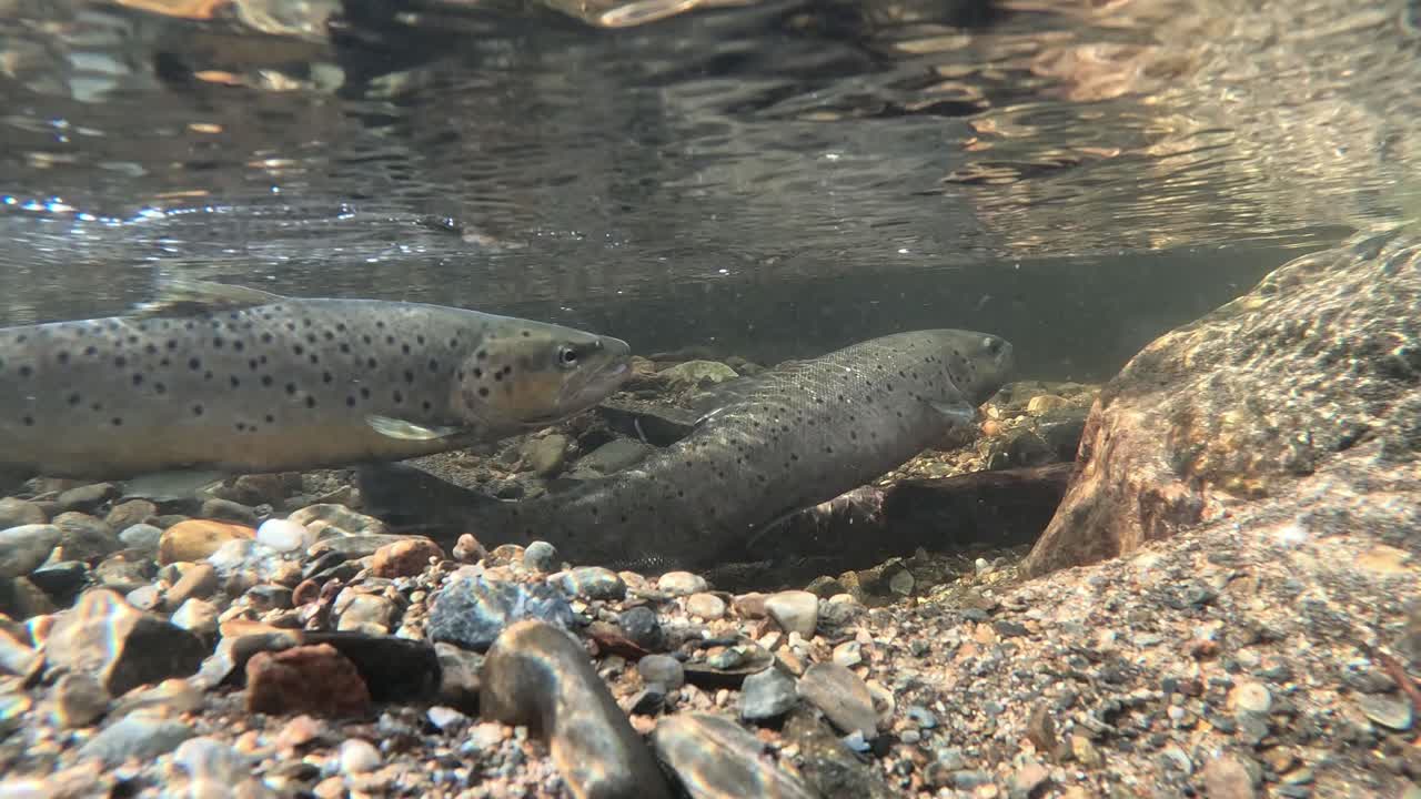 Vista subacquea di due trote in frega in un fiume limpido