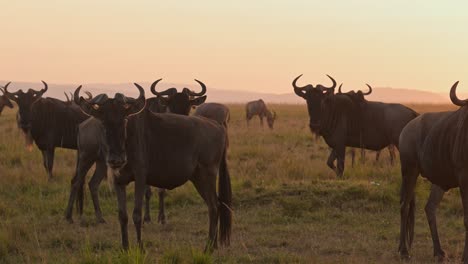 Zeitlupe-Einer-Gnuherde-Auf-Der-Großen-Wanderung-In-Afrika-Zwischen-Der-Masai-Mara-In-Kenia-Und-Der-Serengeti-In-Tansania,-Afrikanische-Wildtiere,-Die-Im-Orangefarbenen-Sonnenuntergang-Und-In-Der-Goldenen-Stunde-Des-Sonnenuntergangs-Spazieren