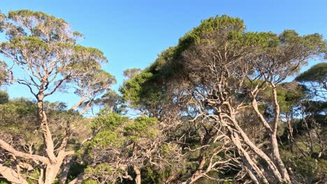 tea trees swaying under clear blue sky