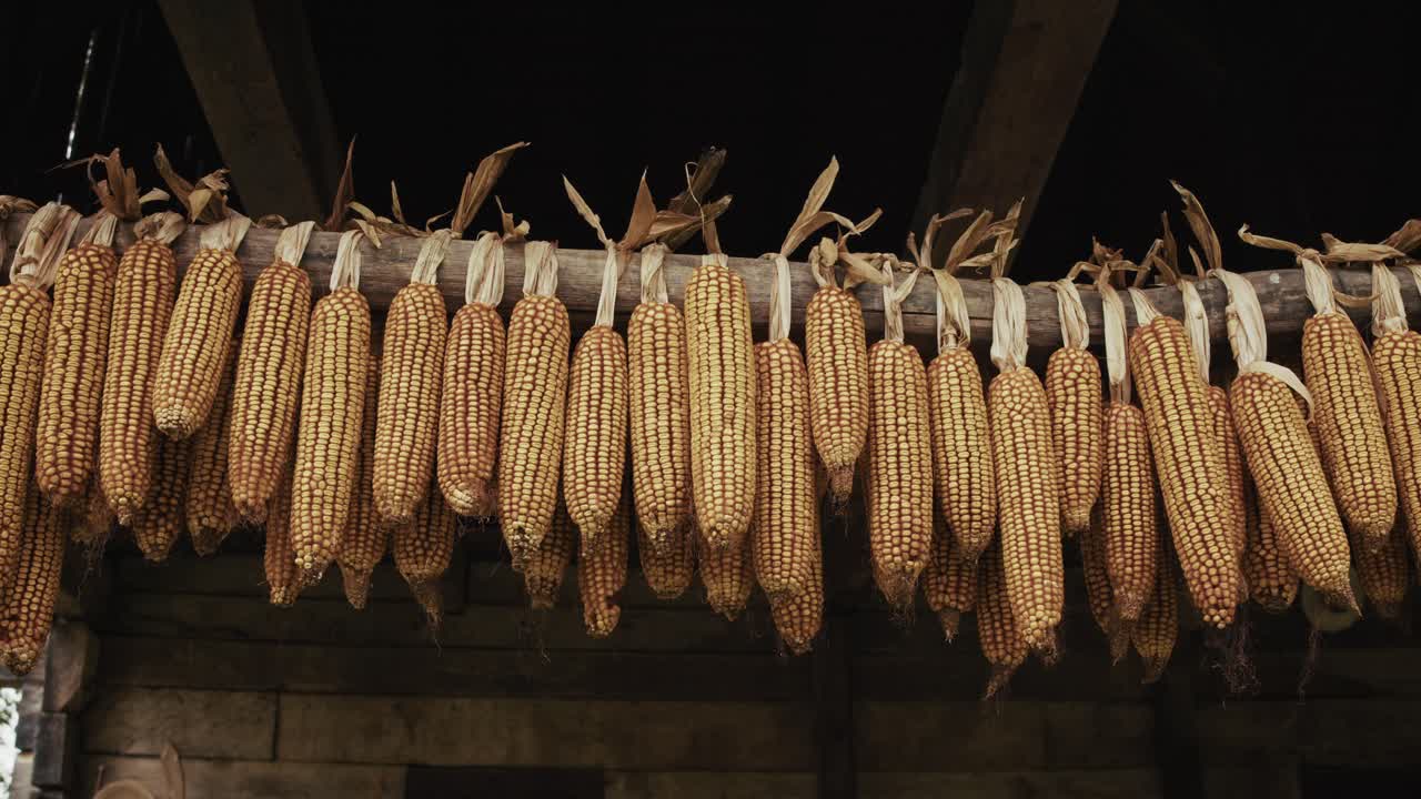 Corn cobs drying on a wooden beam in a rustic barn in Kumrovec, evoking tradition