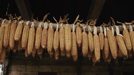 corn cobs drying on a wooden beam in a rustic barn in kumrovec, evoking tradition