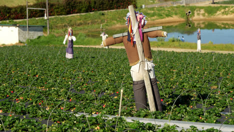 strawberry farm on a sunny day 4k