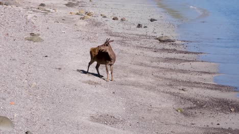 Wilde-Hirsche-Entspannen-Am-Sandstrand-Auf-Der-Insel-Padar-In-Flores,-Kleineren-Sunda-inseln-Im-Osten-Nusa-Tenggara,-Indonesien