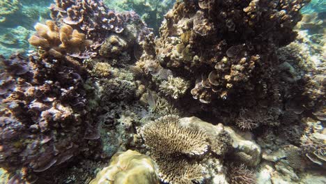 a handheld underwater shot over a coral reef, in the philippines