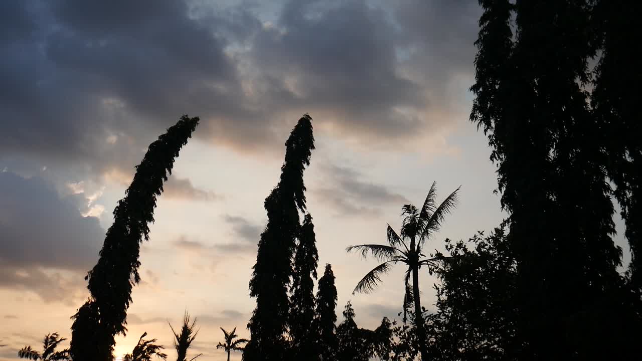Tree leaves swaying in the strong wind before the storm. The sky is starting to be covered by dark clouds