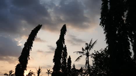 tree leaves swaying in the strong wind before the storm. the sky is starting to be covered by dark clouds