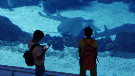 Aquarium,-Leben-Im-Meer,-Fisch,-Ozean,-Wasser,-Unterwasser,-Aquarien,-Dubai-Mall,-Tourismus