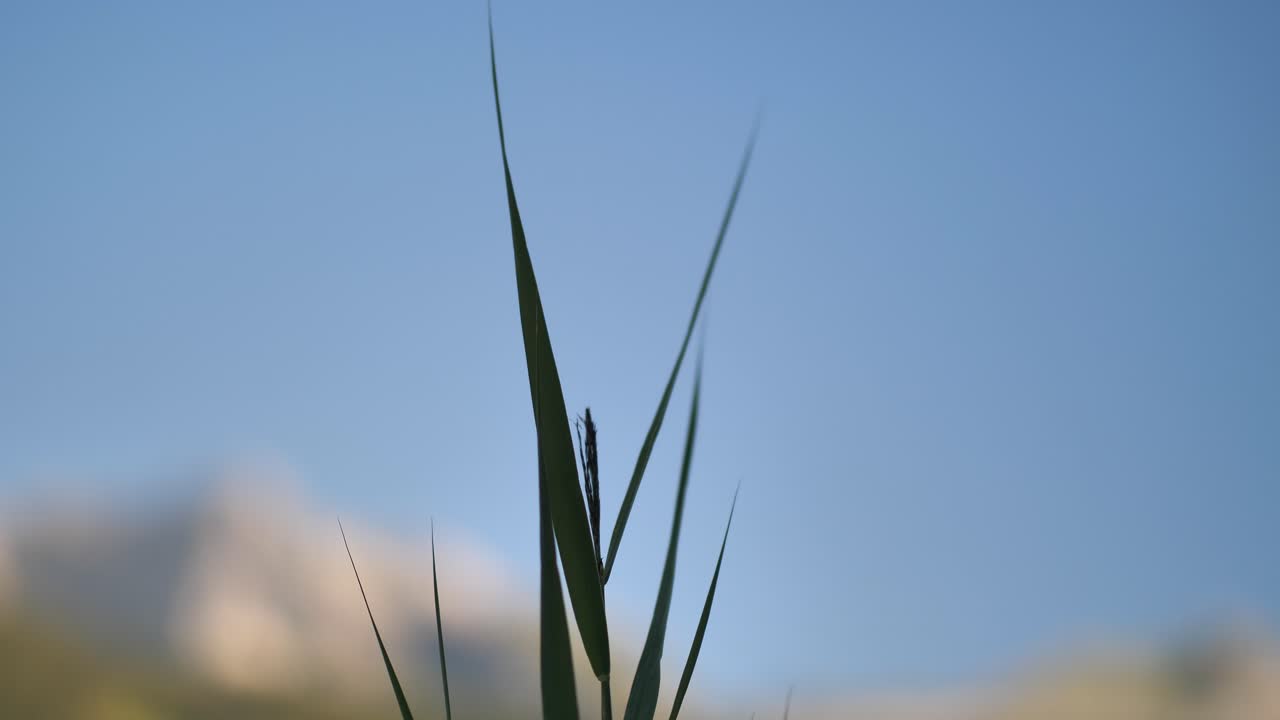 Slowly moving green plant with long point shaped leaves with on the background the tops of a mountain in the Alps on a bright summer day. Steady Close-up shot