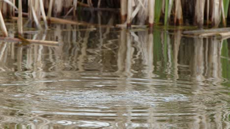 Slo-Mo:-Female-Ruddy-Duck-dives-below-wetland-pond-surface-to-feed