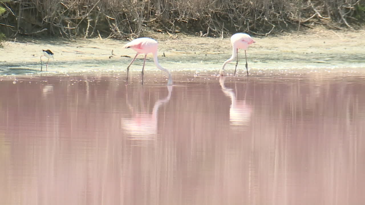 Pink Flamingos in a Pink Lake