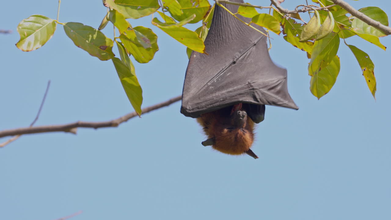 Close up view of an Indian male flying fox hanging from the leafy tree branch and yawning during sunny day in keoladeo bird sanctuary, India.