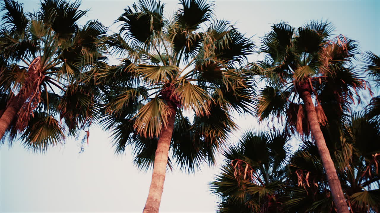 A line of tall palm trees captured at sunset with warm light illuminating the fronds