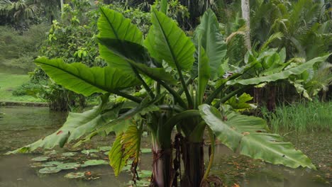 twin banana trees stand in still water, forming perfect symmetry near a quiet pond