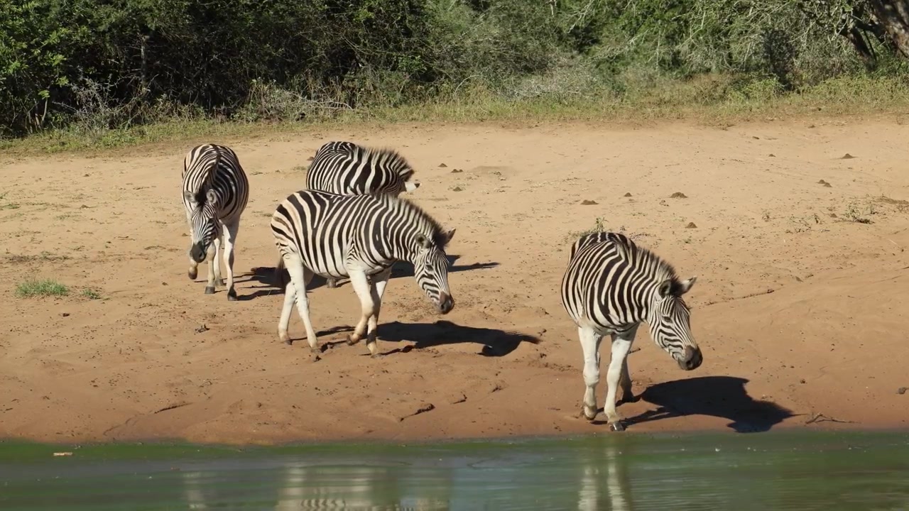 Quattro zebre di Burchell assetate camminano nella sabbia verso la pozza d'acqua per bere, Riserva di caccia di Mkuze.
