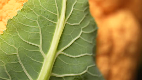 Oranger-Blumenkohl-In-Makroansicht,-Der-Sich-Auf-Dem-Display-Dreht---Markantes-Und-Einzigartiges-Designergemüse-Mit-Einer-Cheddar-Farbe