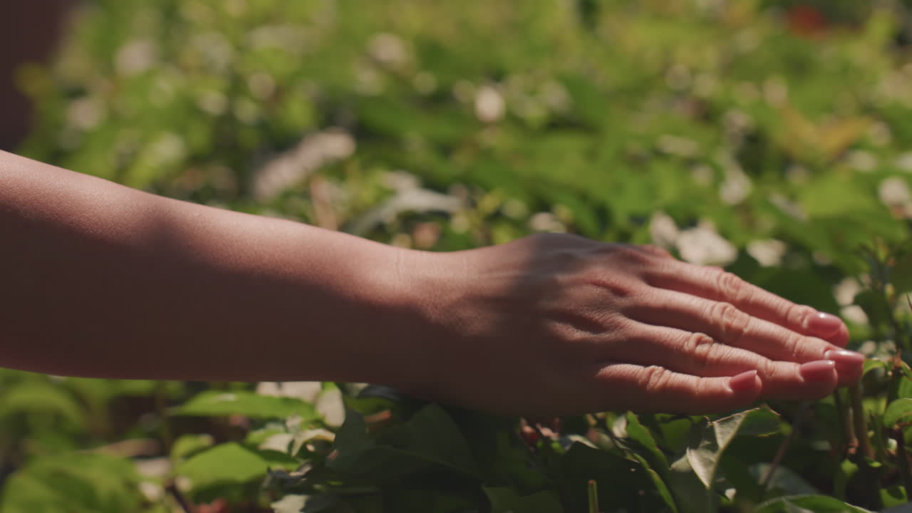 sunlit hand grazing green leaves, intimate garden closeup of gentle fingertips brushing foliage, warm golden light, soft bokeh background, serene summer atmosphere, subtle sensory connection