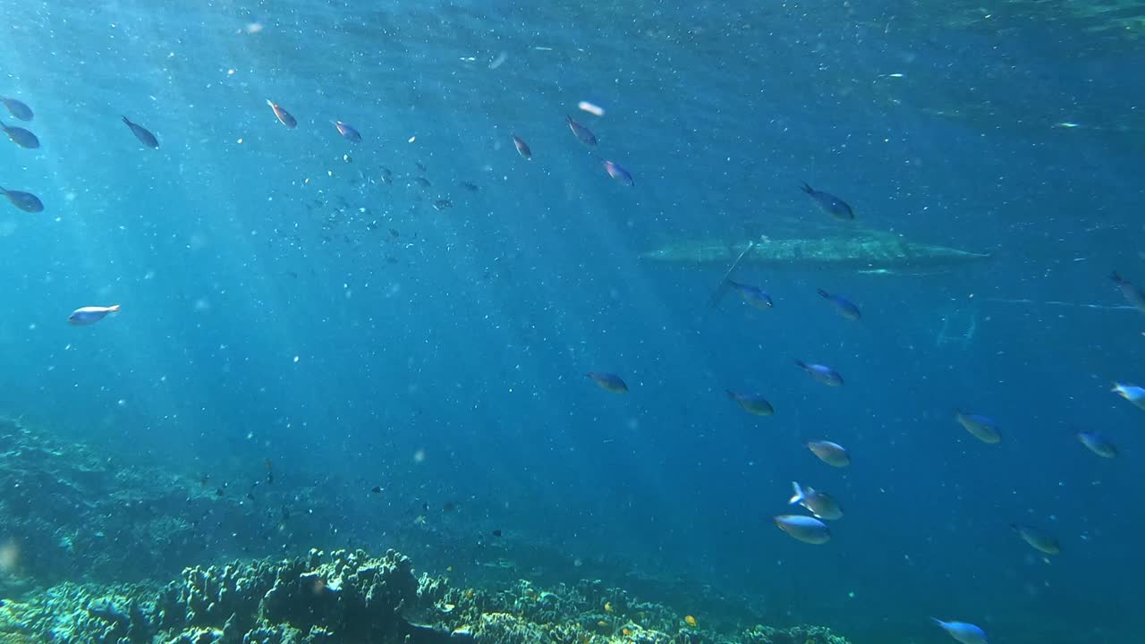세부 모알보알에서 헤엄치는 화려한 물고기와 스테그혼 산호초의 수중 전망