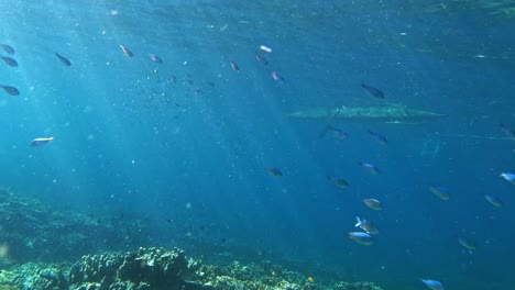 Unterwasseransicht-Von-Bunten-Schwimmenden-Fischen-Und-Hirschhorn-Korallenriff-Von-Moalboal,-Cebu