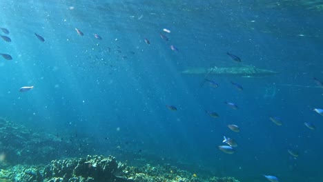 Underwater-view-of-colorful-fishes-swimming-and-staghorn-coral-reef-from-Moalboal,-Cebu