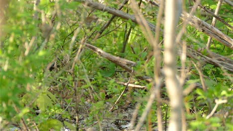 Wild-bird-resting-on-a-dry-tree-branch-in-the-forest-and-fly-away,-static-shot