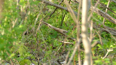 pájaro salvaje descansando en una rama de árbol seco en el bosque y volando, tiro estático