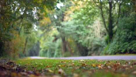 road surrounded by woods