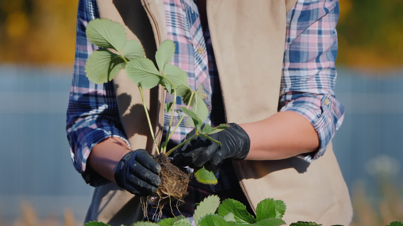 el jardinero inspecciona las plántulas de fresa que se preparan para plantar