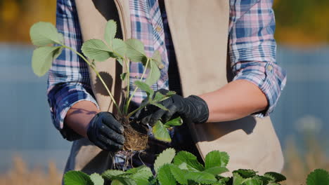 el jardinero inspecciona las plántulas de fresa que se preparan para plantar