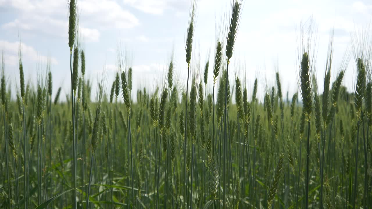 el grano verde se tambalea con el viento