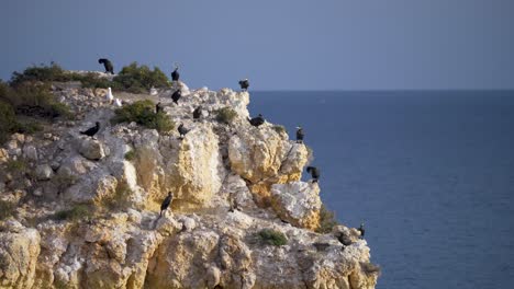 cormoranes descansando sobre un acantilado en la costa