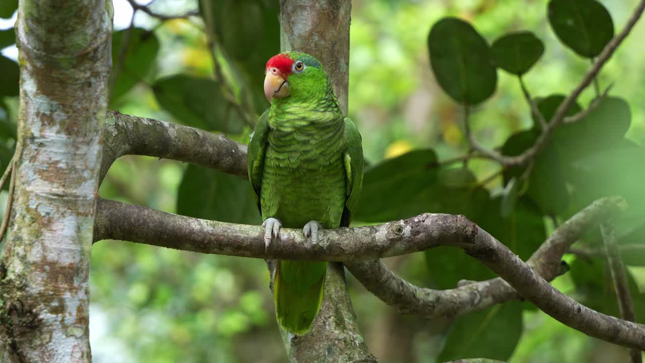 amazona de corona roja, amazona viridigenalis sentada en una rama en medio de un bosque, limpiando y arreglando sus plumas de las alas, rascando la cabeza con su garra del pie, fotografía de cerca de una especie de ave en peligro de extinción