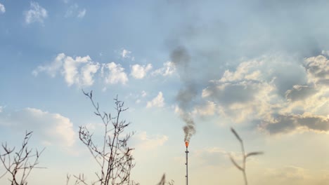 area near industry, close up of bushes plants polluted by gas flare, static