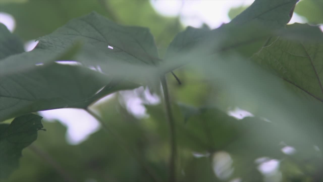perspectiva única del hermoso árbol indio en el bosque lluvioso con fondo borroso