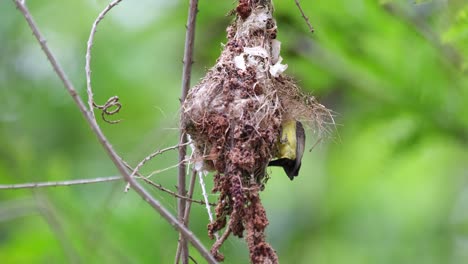 a parent bird feeding the nestlings then flies away, olive-backed sunbird cinnyris jugularis, thailand