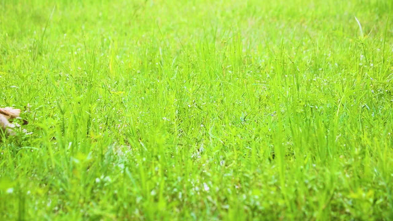 인도 와 방글라데시 에 서식 하는 데시 오리