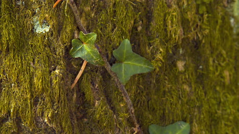 closeup of ivy leafs on green mossy background