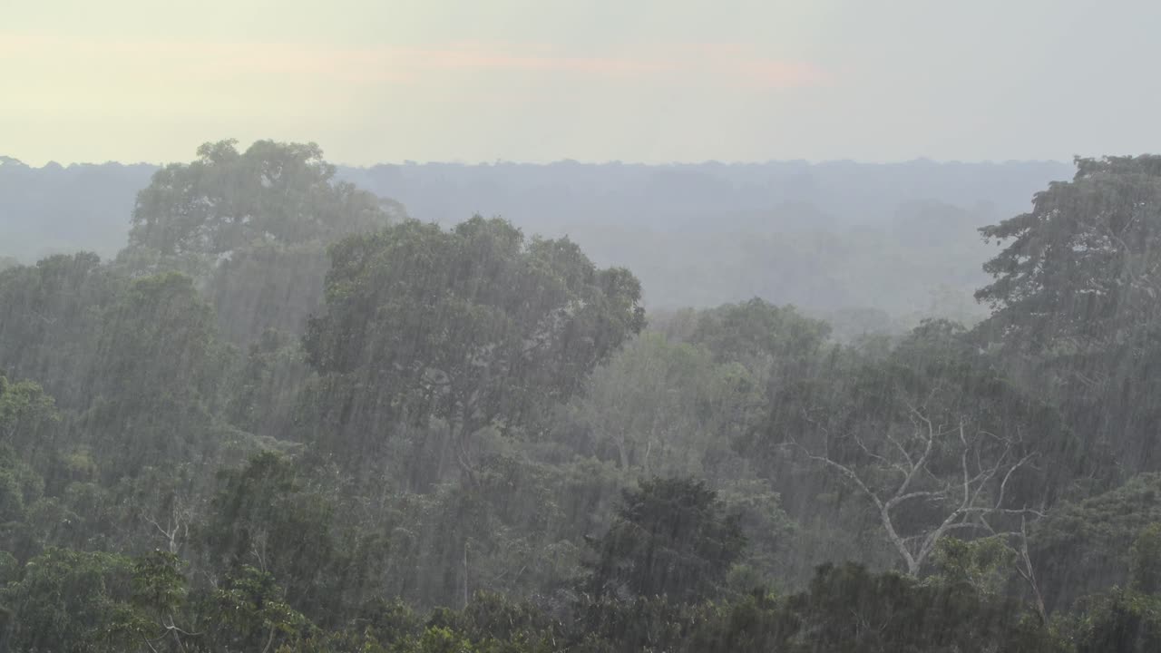 일몰 동안 열대 우림에 비가 내린 다음 멈춥니다.