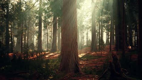 giant sequoias in the giant forest grove in the sequoia national park